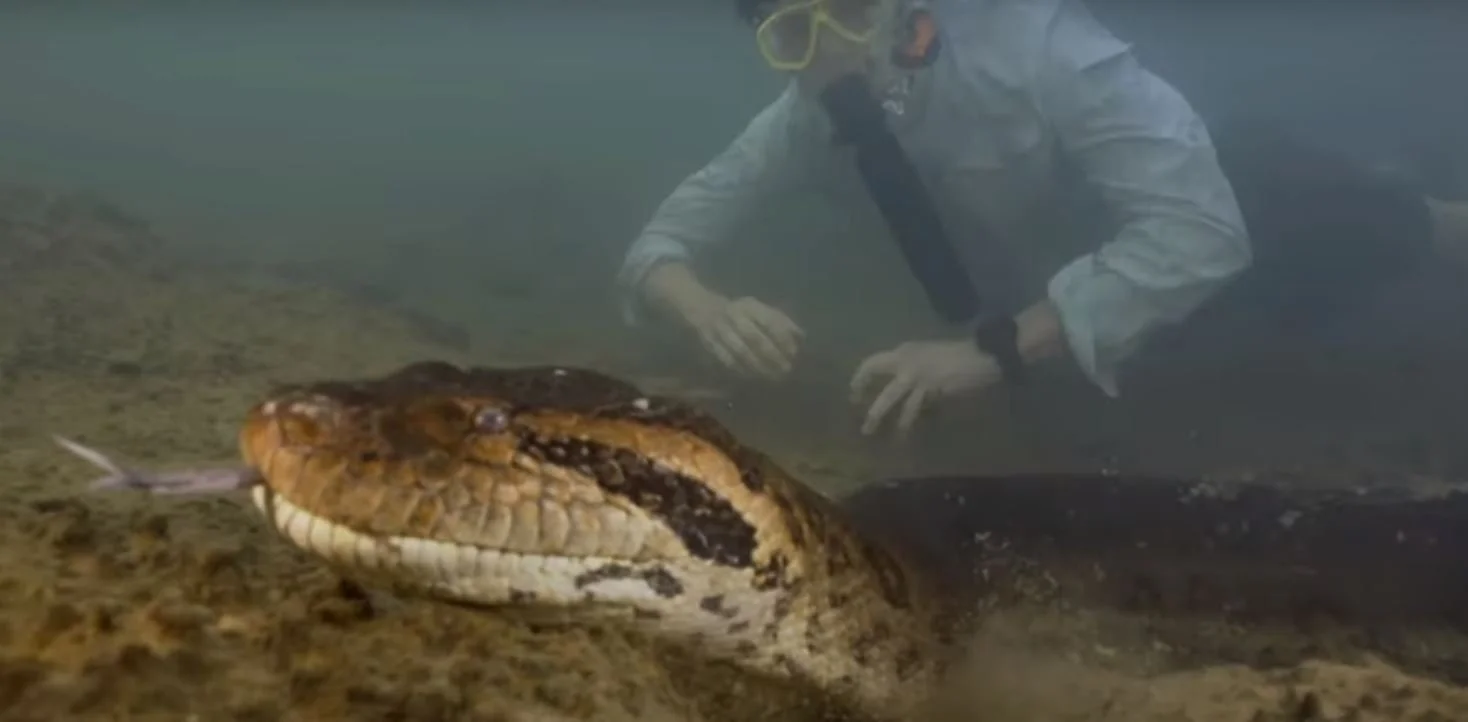 Have a Look at Eunectes Akayima, Our World’s Longest, Largest,&nbsp; Newest Snake&nbsp;