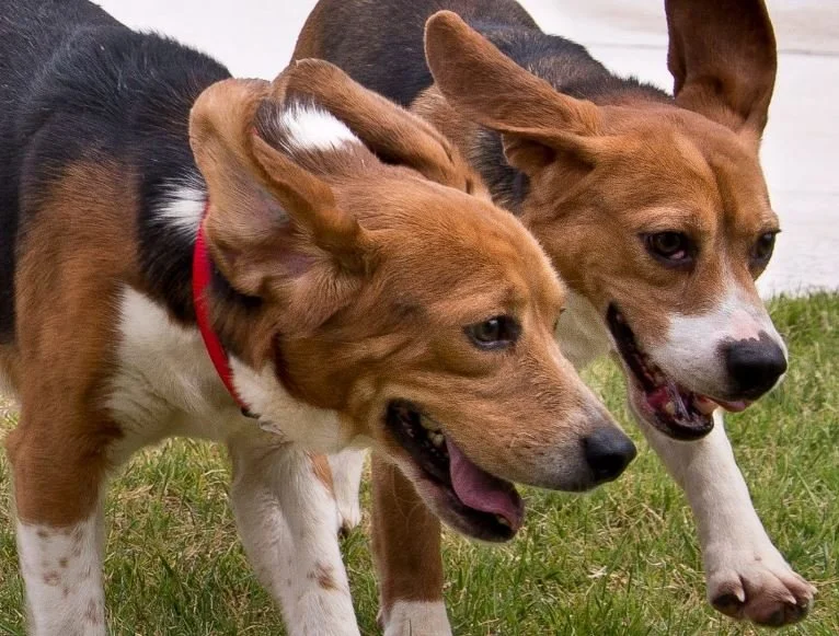 Oklahoma Chamber of Horrors Shut Down by Beagle Freedom Project Turns Into Animal Sanctuary&nbsp;