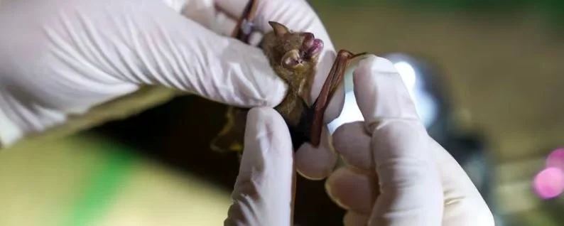 After Millions Died, Bat Populations are Slowly Bouncing Back