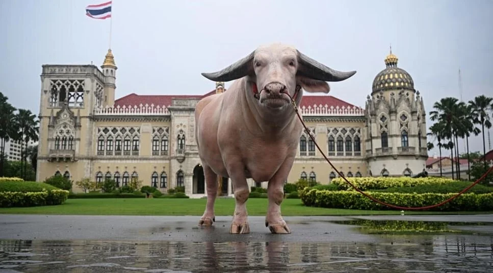 Giant White Buffalo Has a Lot On His Plate