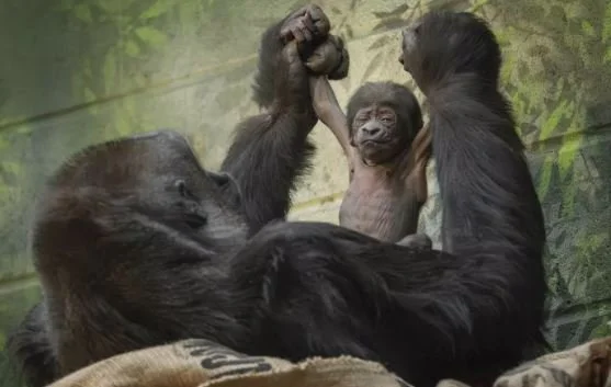 London Zoo Celebrates Surprising New Addition