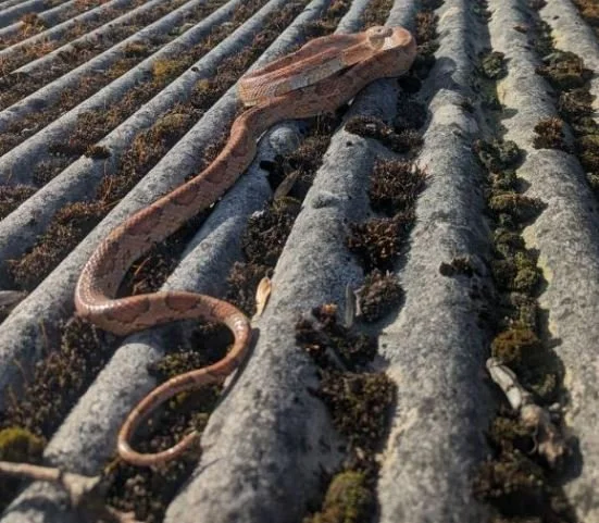 Pet Snake ‘Angus’ Spends an Incredible Year at Large&nbsp;