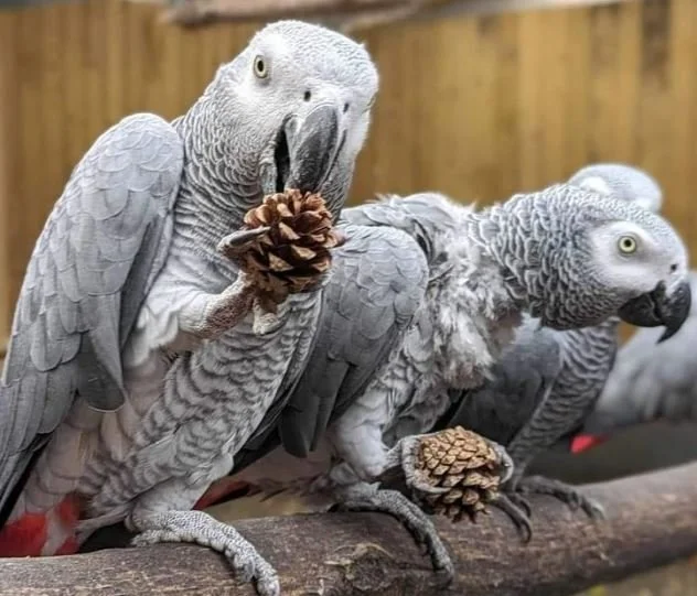 Cursing Parrots Spice Up British Zoo