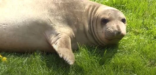 Not Him Again! Emerson, a Stubborn Elephant Seal, Refuses All Attempts to Lure&nbsp; Him From His Favorite Spot on Vancouver Island&nbsp;