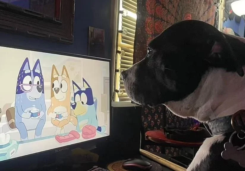 Why Do Dogs Love Watching the Kid’s TV Show, Bluey?