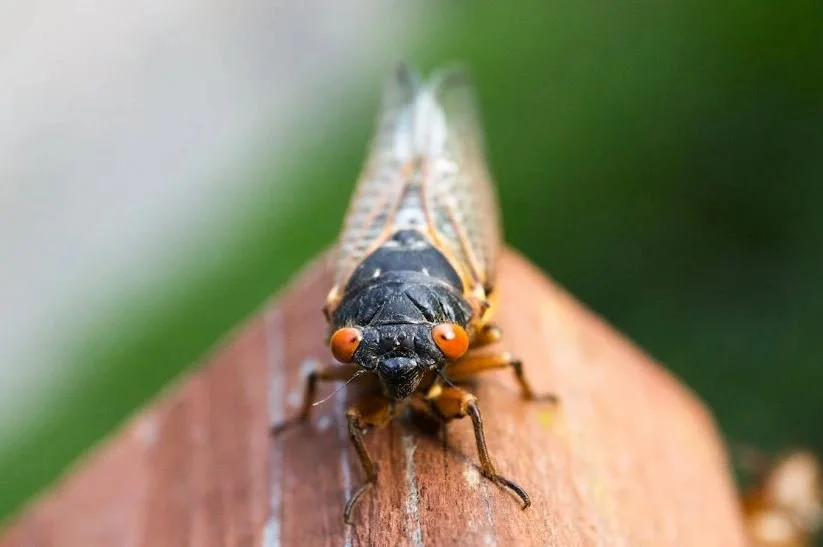 Good Enough to Eat: Trillions of Screeching Cicadas Get a Head Start&nbsp;