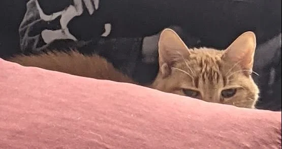 Why Are Ginger Cats So Adventurous?&nbsp;