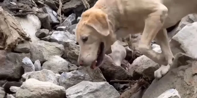 Failed Police Dog Has New Life As Media Star