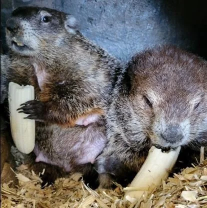 Punxsutawney Twins Get Names and New Home