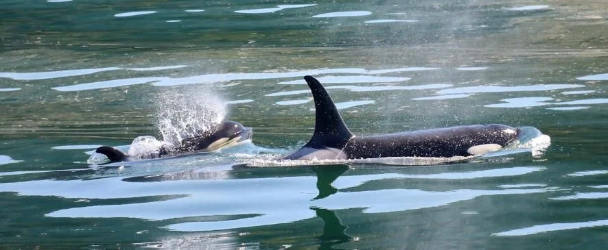 Idiotic New Zealand Man Harasses Orca In Video Stunt