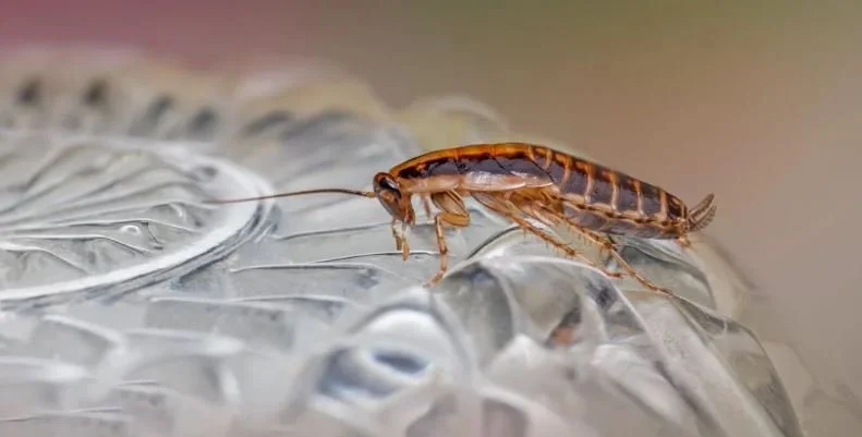 The Story of the Indomitable Cockroach Is All About Us