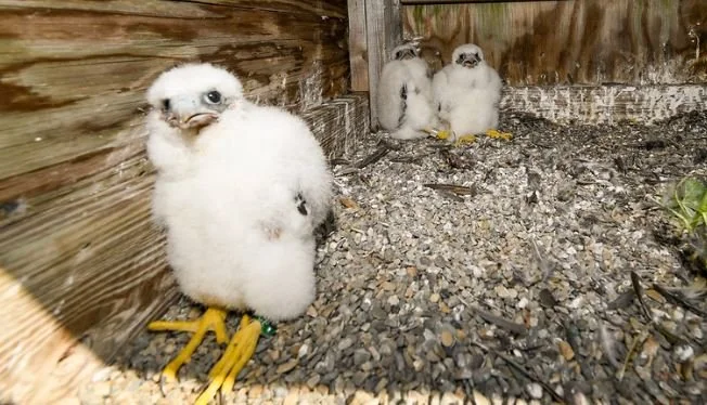 Peregrine Chicks Find Purchase Atop New York’s Bridges