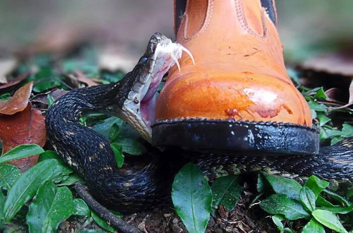Why did the Wildlife  Biologist Step on Poisonous Snakes, Thousands of Times?