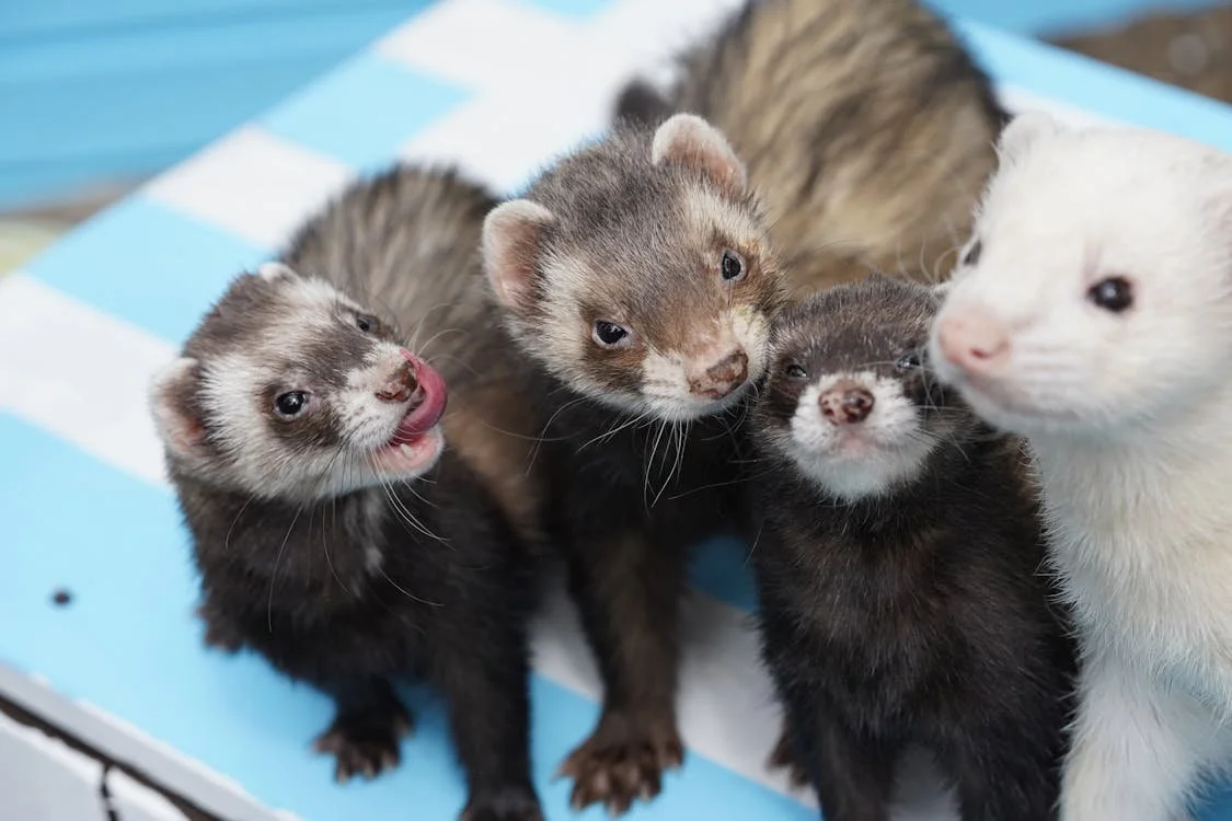 Podcast Explores Poignant Corners of the Animal Kingdom