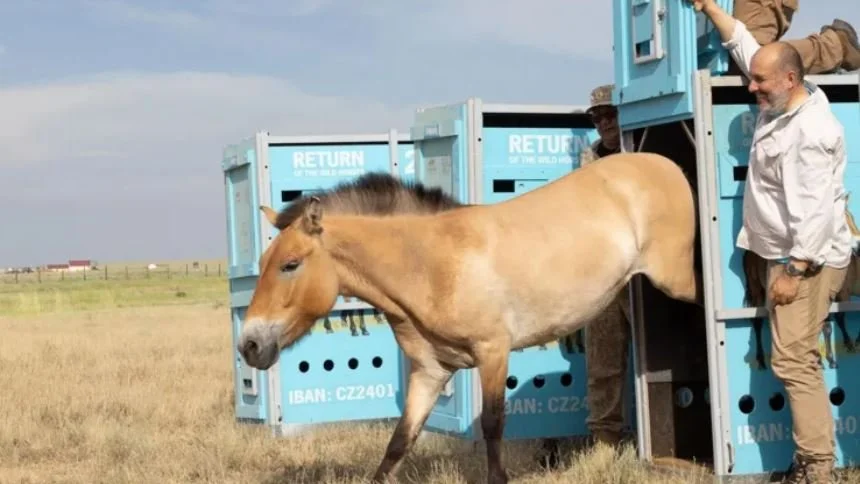 Wild Horses Return to Kazakh Steppe After 200 Years