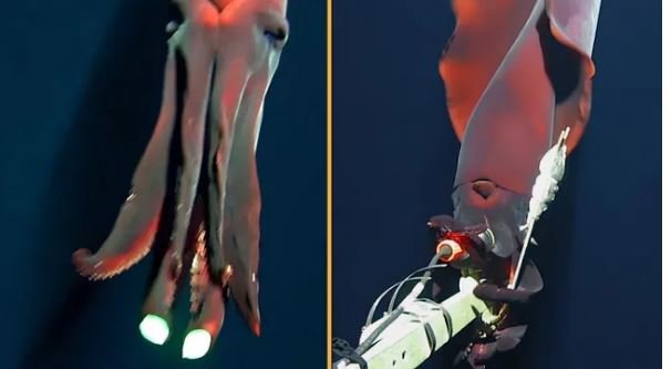 Rare Deep-Sea Squid Lights Up for the Camera