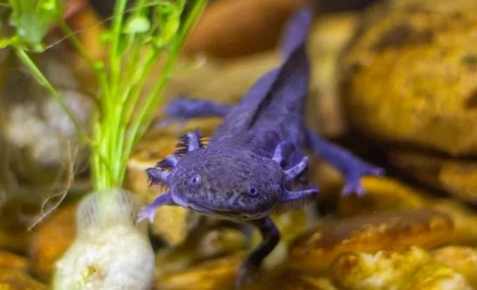 Beset by Pollution (and Minecraft) Smuggled Axolotls Find a Home