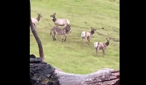 Pet Donkey Missing for Five Years Ends Up With Wild Elk&nbsp;