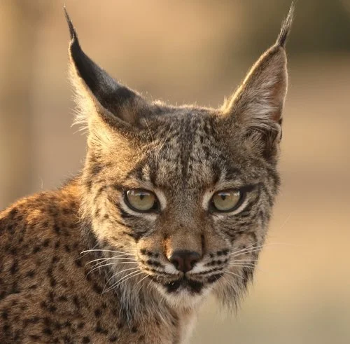 Iberian Lynx Makes an Impressive Comeback