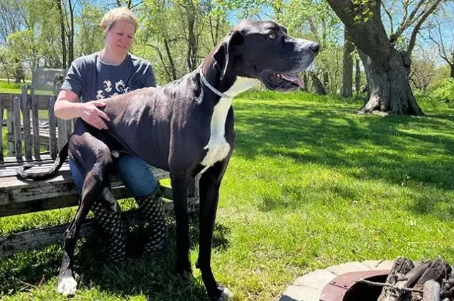 Kevin, the World’s Tallest Dog, Was a ‘Gentle Giant’