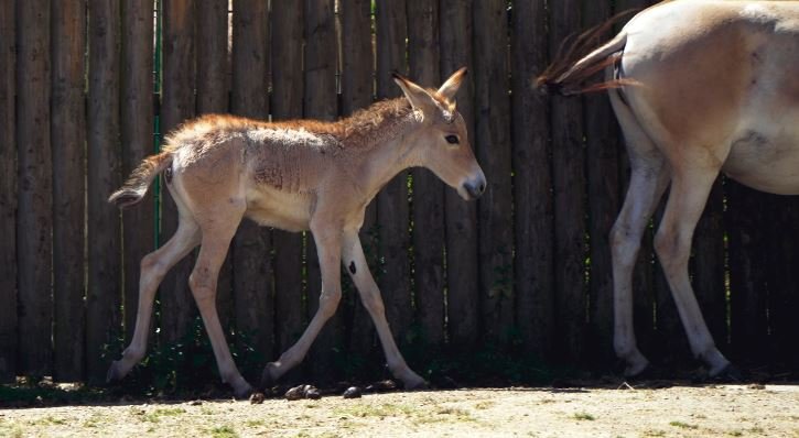 World’s Rarest Ass is Born in Cheshire, England Zoo