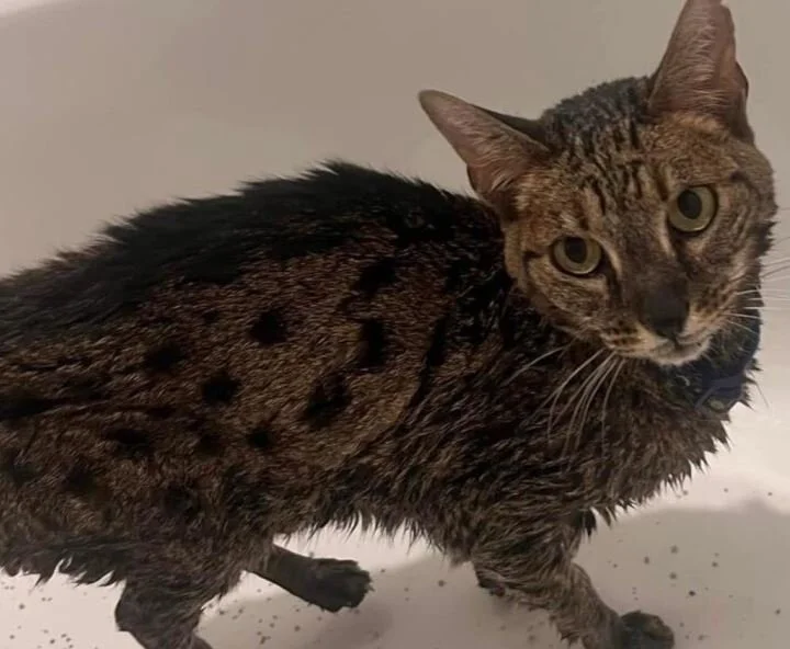 News You Can Use: Cat Doused in Flame Retardant Survives Colorado Fire