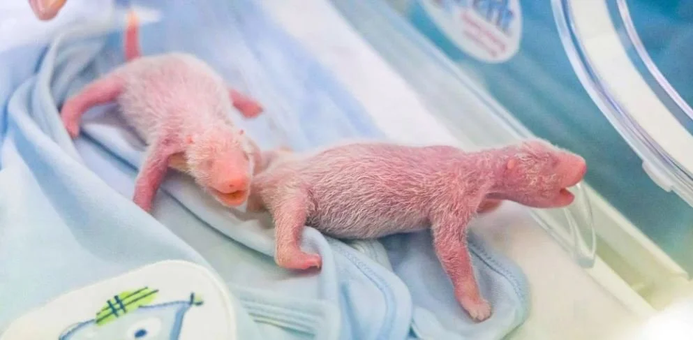 Hong Kong Panda Ying Ying Is Oldest First-Time Mom at 19