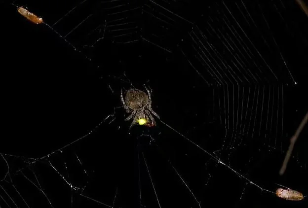 Spider Tricks Fireflies With Mysterious Death Trap