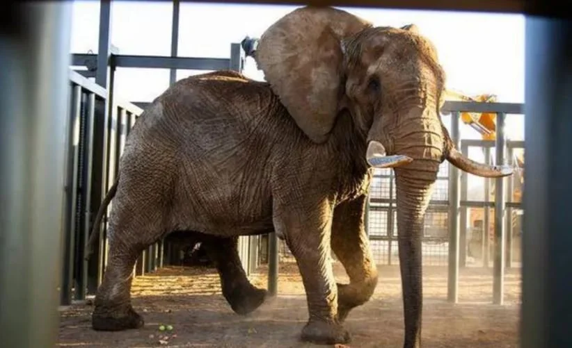 Charley the Elephant Freed After 40 Years in Captivity