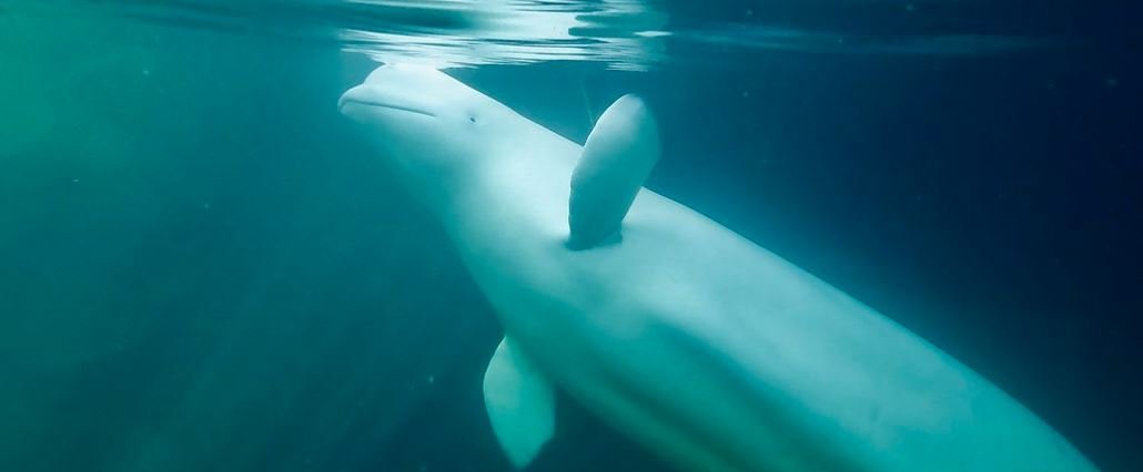Hell Awaits Whoever Shot Hvaldimir the Friendly Spy Whale&nbsp;