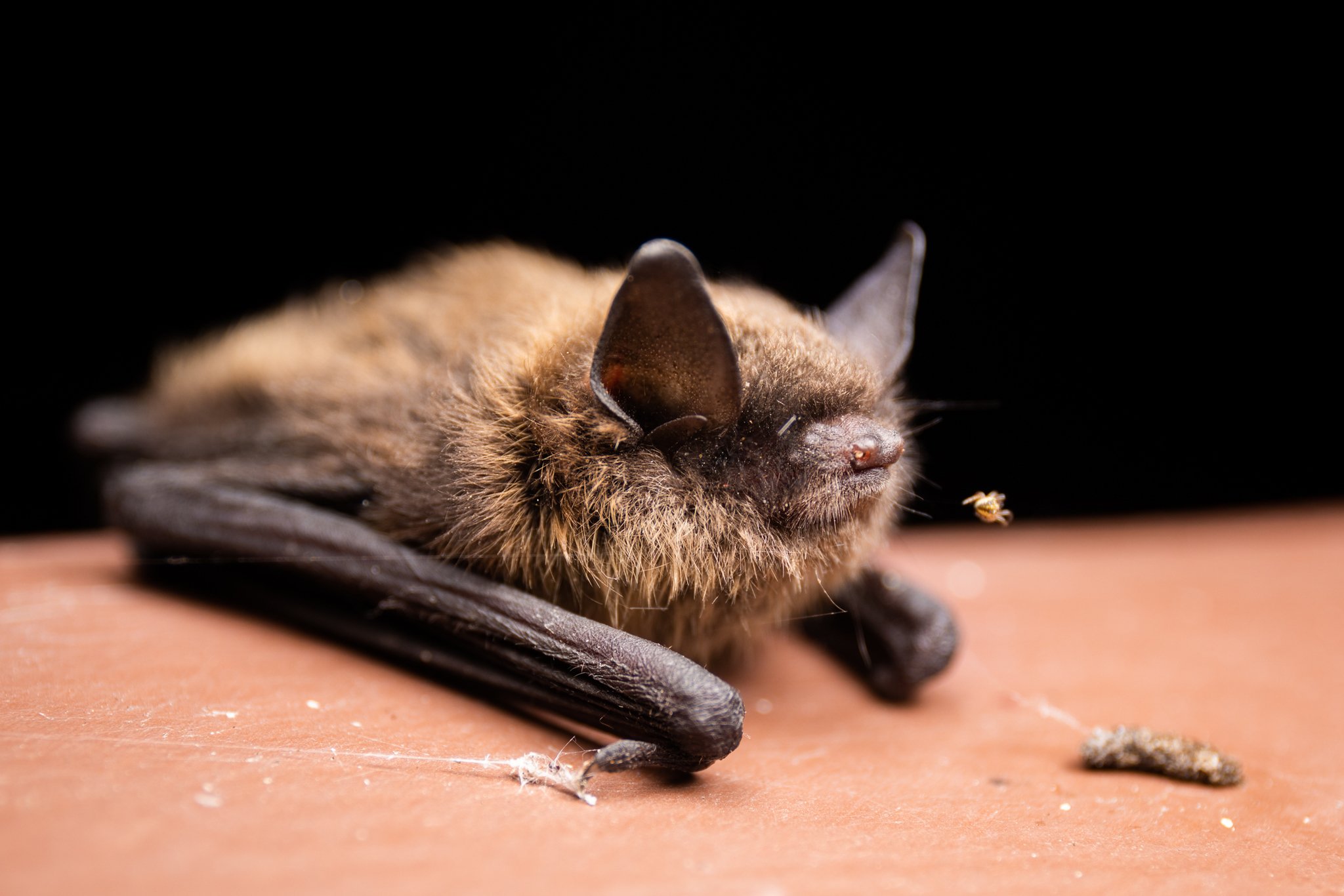 As Bats Die Off, So Do Human Babies