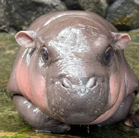 Moo Deng the Baby Pygmy Hippo Gets A Little Too Popular