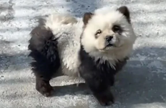 Busted: Zoo in China Caught with Fake Pandas