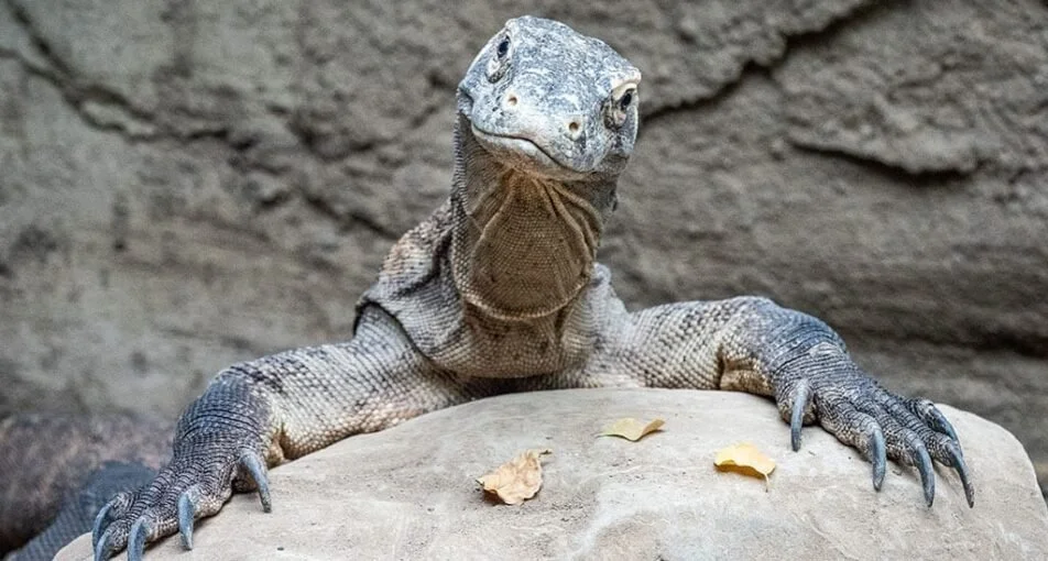 An Inspection of Komodo Dragons Reveals a Toothy Ancestor 