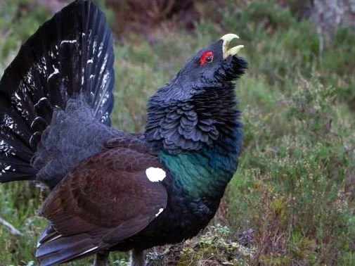 Emergency Plan Launched to Save the Rare Capercaillie