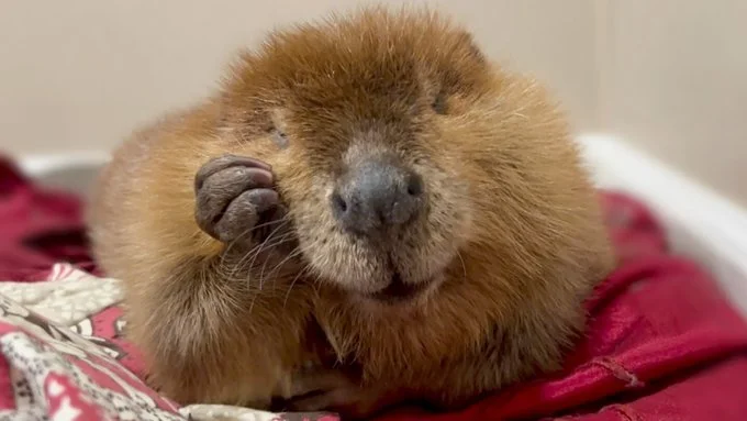 Massachusetts Governor Steps in to Save Nibi the Beaver
