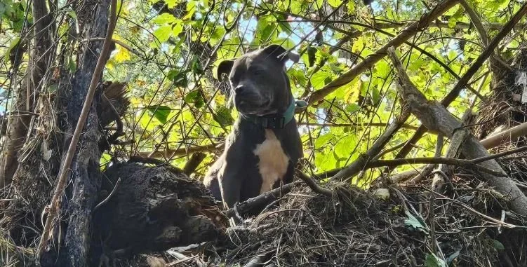 Dog in a Tree: Hurricane Season Tests the Limits of Animal Rescue