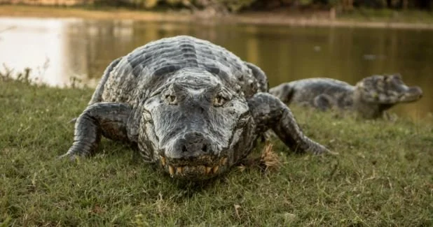 After the Storm, Here Come the Alligators