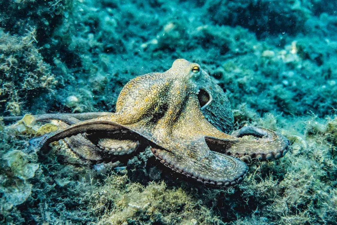 Move to Ban Octopus Farming Gains Momentum