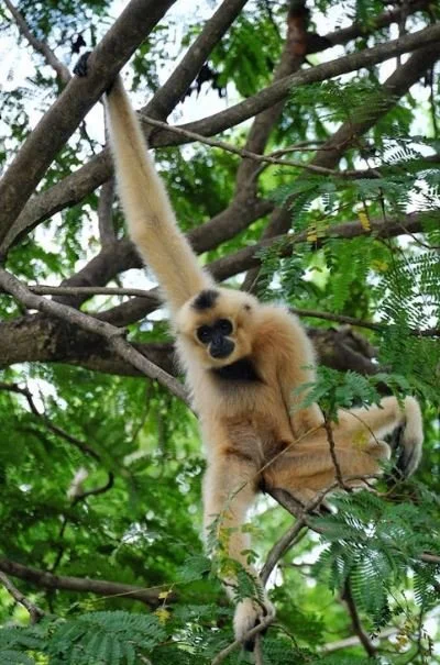 Female Gibbons Dance to Their Own Tune