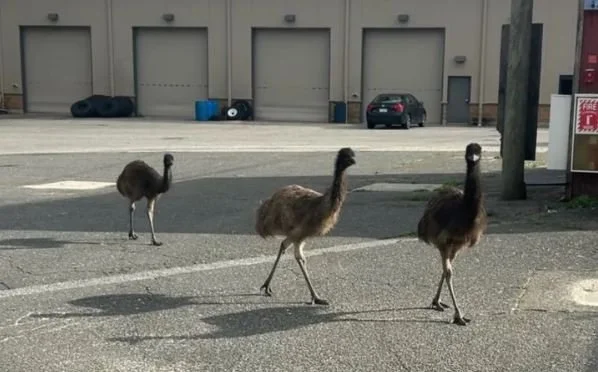 No One Is Claiming Escaped Emus on Long Island