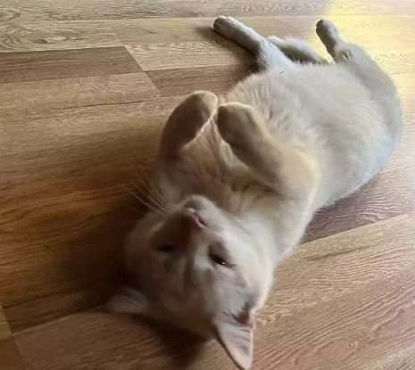 Unsinkable Cat Survives Hurricane, Reunites with Family