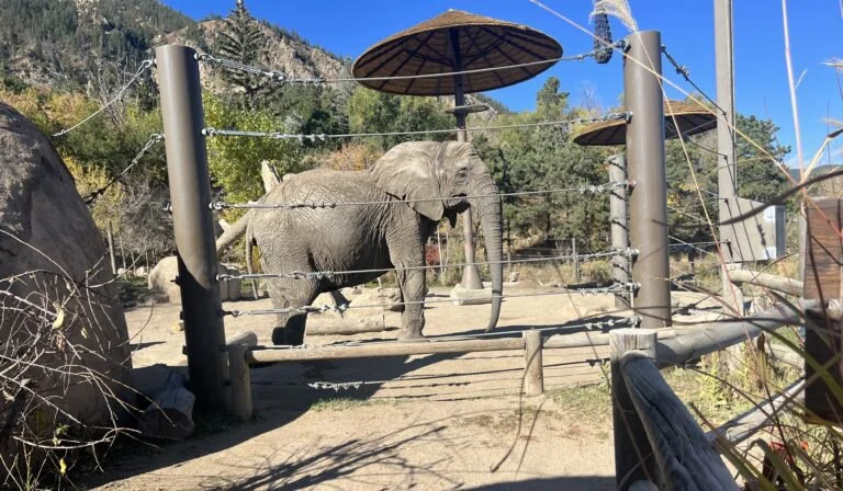 Five Elephants In Colorado Up for Personhood
