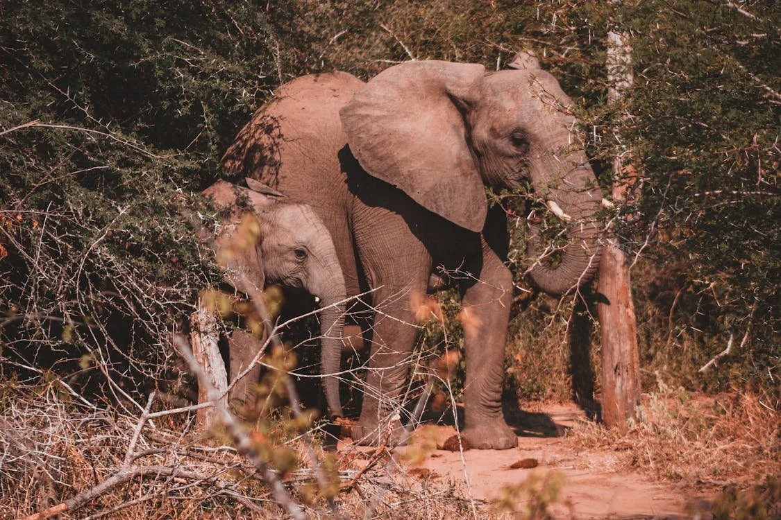 Namibia and Zimbabwe Set to Butcher Elephants for Food (And Profit?)