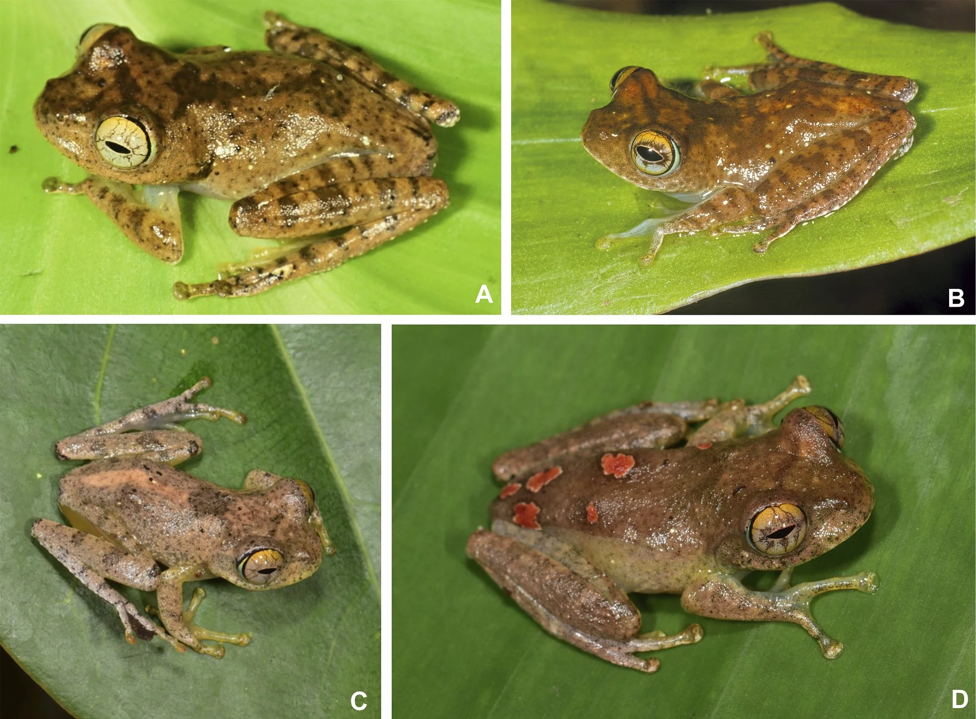 Seven New Frog Species Named After Star Trek Captains