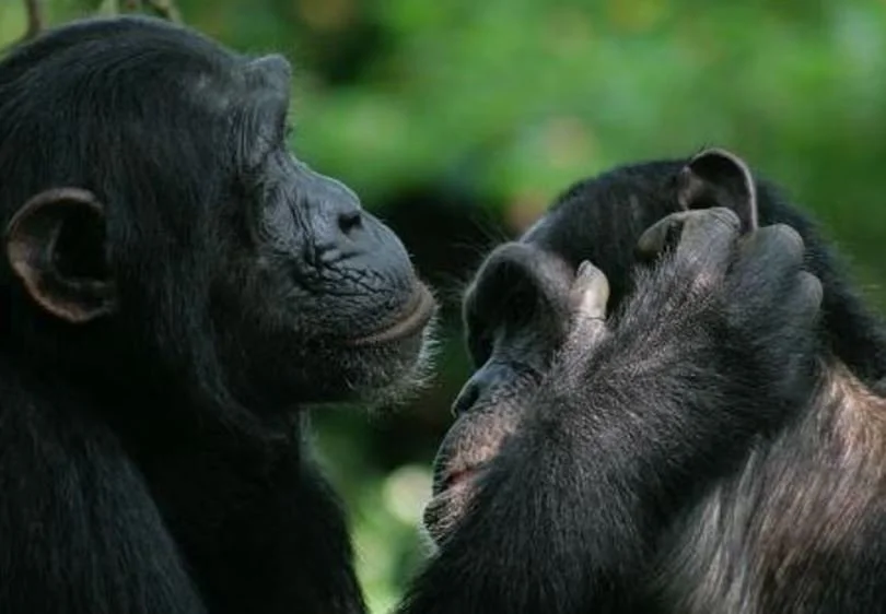 You Must Remember This: A Kiss Is Just an Adaptive Trait