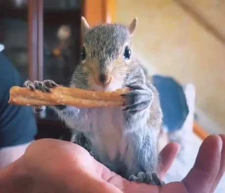 Peanut the Influencer Squirrel Euthanized by Speedy State