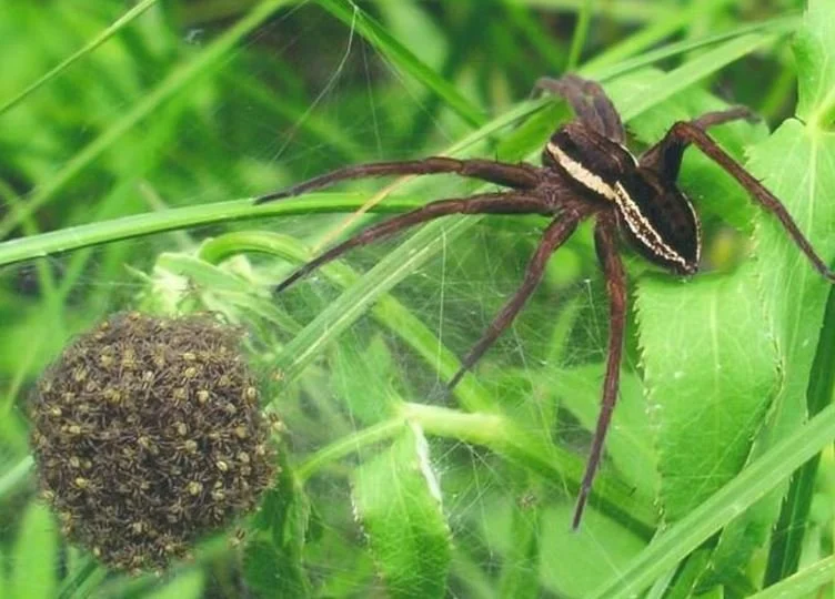 Good News? Thousands of Giant Spiders on the Loose in UK