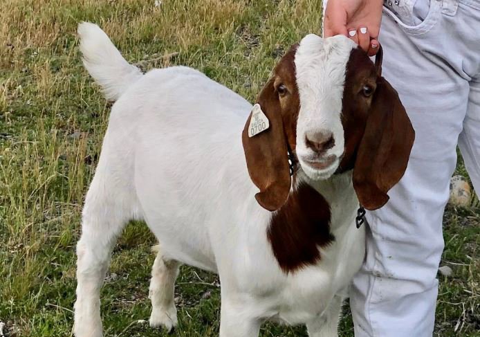 County Must Pay $300K for Butchering&nbsp; Young Girl’s Goat