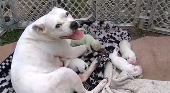 Green Pit Bull Puppy&nbsp; Pops Out of the Chute in&nbsp; Mississippi&nbsp;